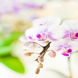 蘭花先生の公式プロフィール写真